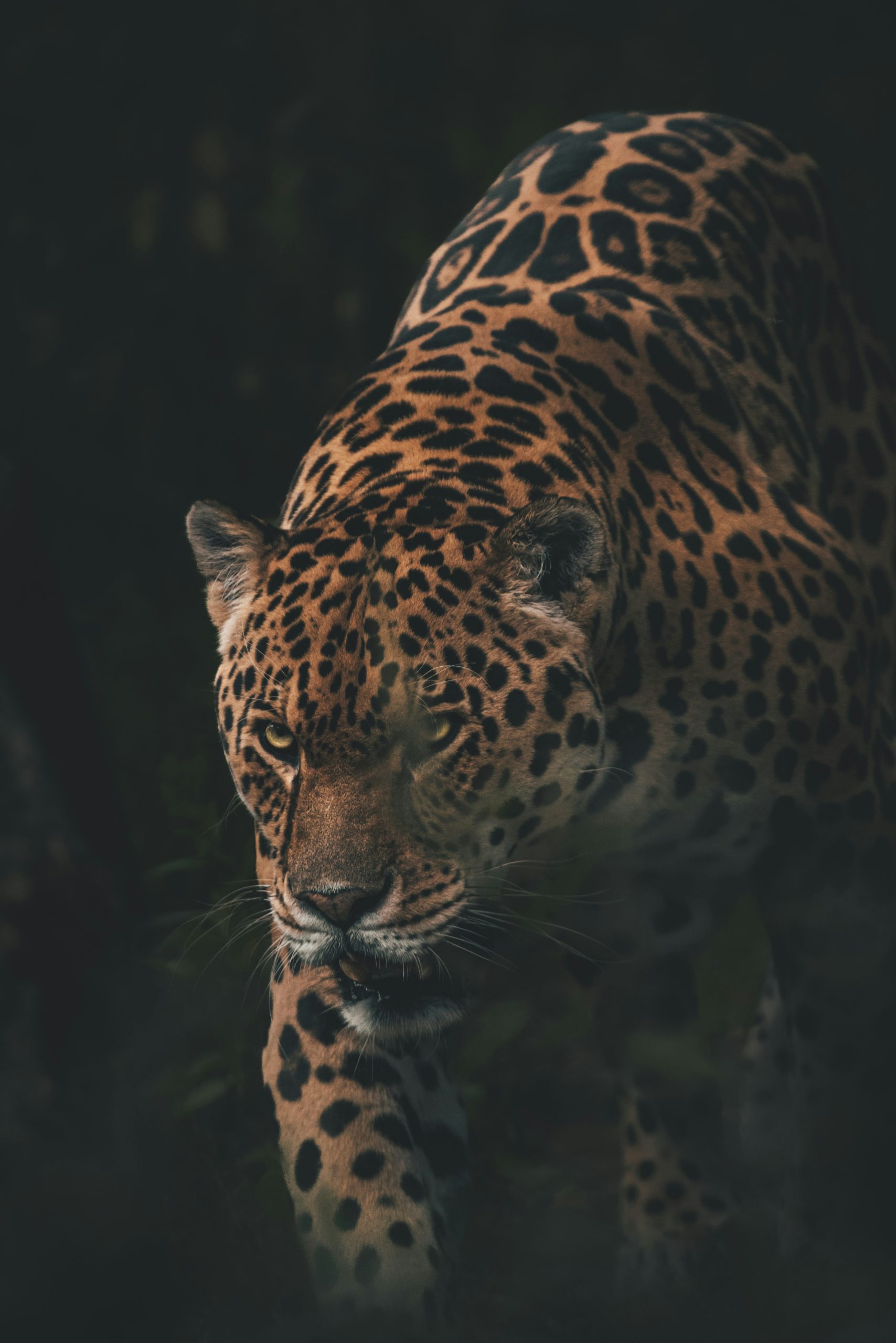 rob potter jt16nz5wrjy unsplash